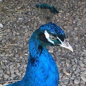 Meet your Posher, Cheryl